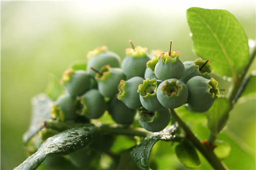 ��ݮ��ô��ֲ-��ͼ��