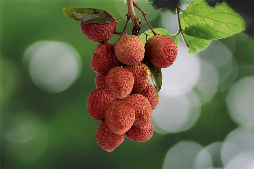 ��֦��۸��Ƕ���-��ͼ��