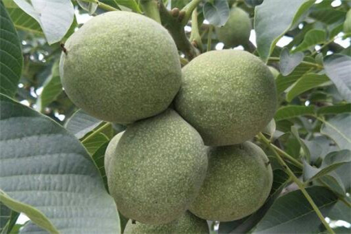 ����-��ͼ��