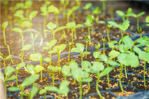 Ĵָ������ֲ����-��ͼ��