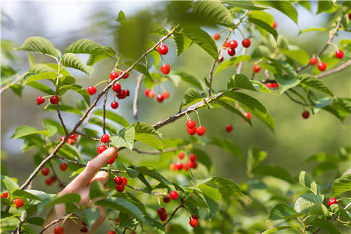 ӣ����۸�-��ͼ��