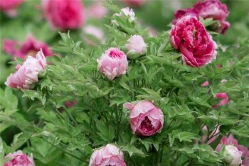 ĵ��-��ͼ��