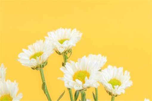 �ջ�-��ͼ��