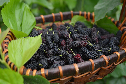 ɣ��-��ͼ��