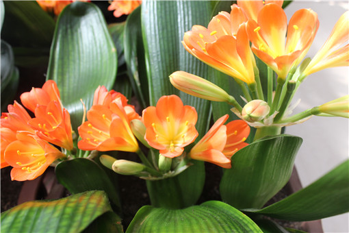 ������-��ͼ��