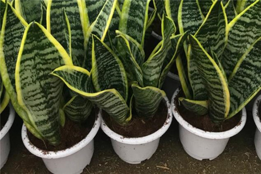 ��Ƥ��-����