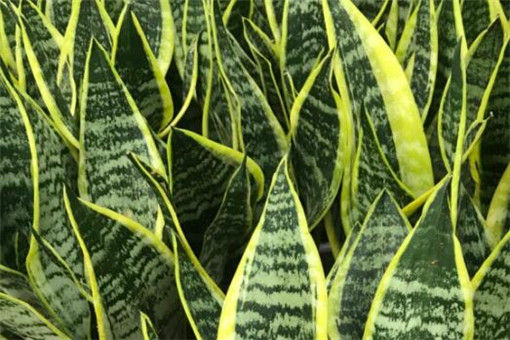 ��Ƥ��-����