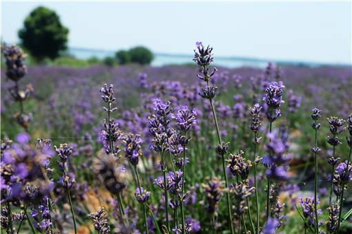 �ƾ��ӵĹ�Ч������-��ͼ��