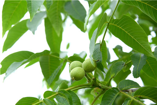 ������������ң�������ң���ô����������-��ͼ��