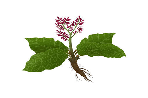 ţ�������ʲô��Ч������-��ͼ��