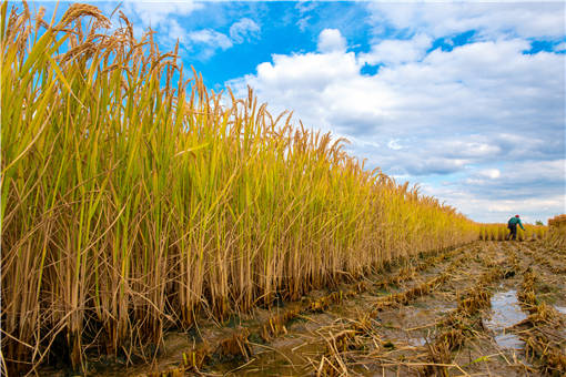 ˮ��̰��������ô��-��ͼ��