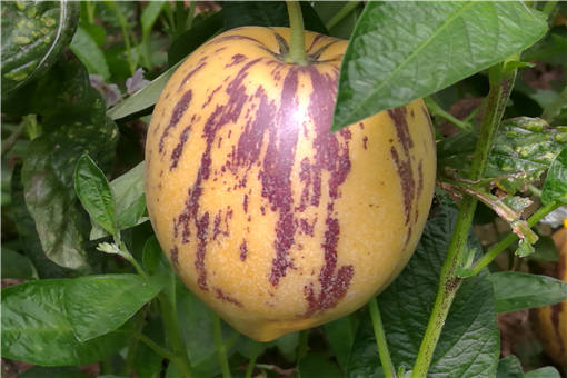 �˲ι��Ĺ�Ч��������ʲô-��ͼ��