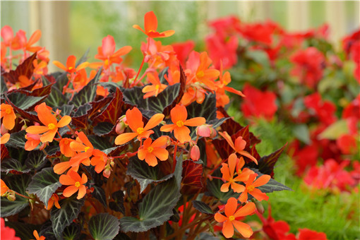 ���Ļ�-��ͼ��