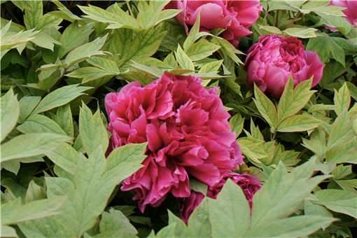 ĵ��-��ͼ��