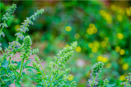 ��ֲһĶ���εĳɱ�������-��ͼ��