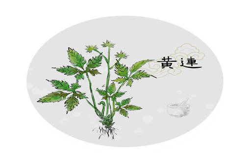 2019年种植黄连赚钱吗-摄图网