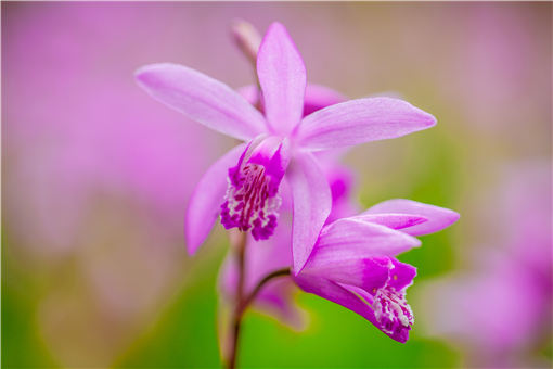 ��ܸ-��ͼ��