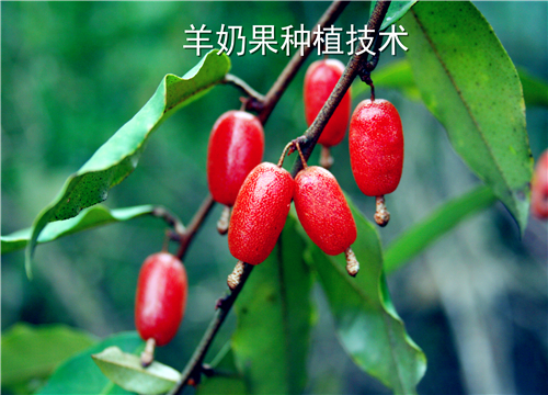 ���̹�-��ͼ��