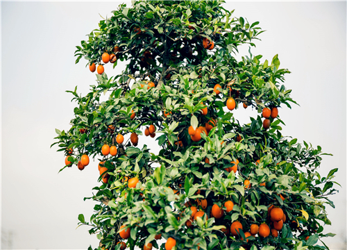 ���̹�-��ͼ��