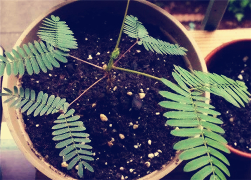 ���߲�-����