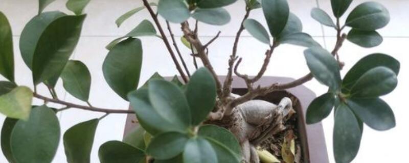 С����-����