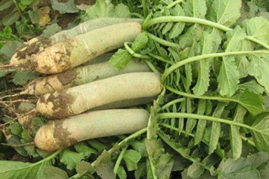 �ܲ���ʩ��