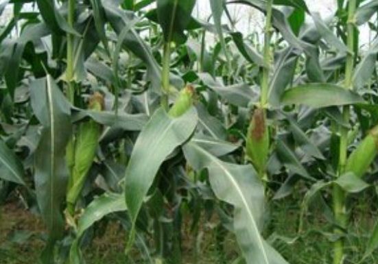 ���������ʩ��