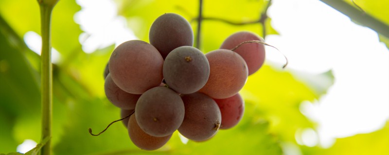 ���Ѹ߲����༼��