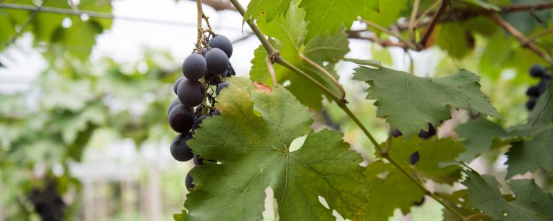 ��������ֲ����