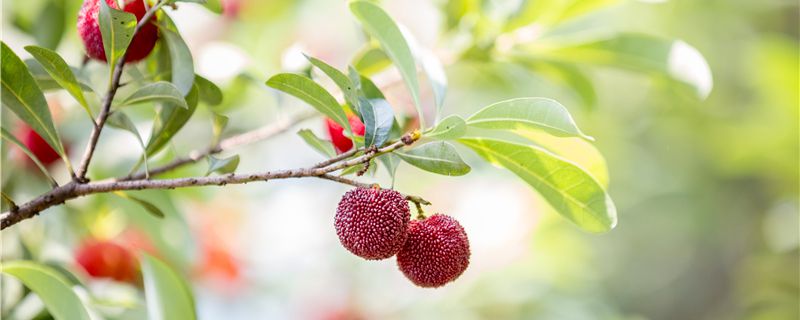 �����������ժ��÷