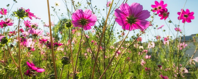 ������ֲ�Ļ���