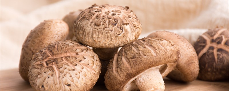 �˹���ֲ�㹽����