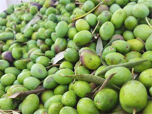 ��魲�����