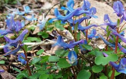 �Ӻ�������������