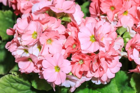 ���ÿ�������ֲ����