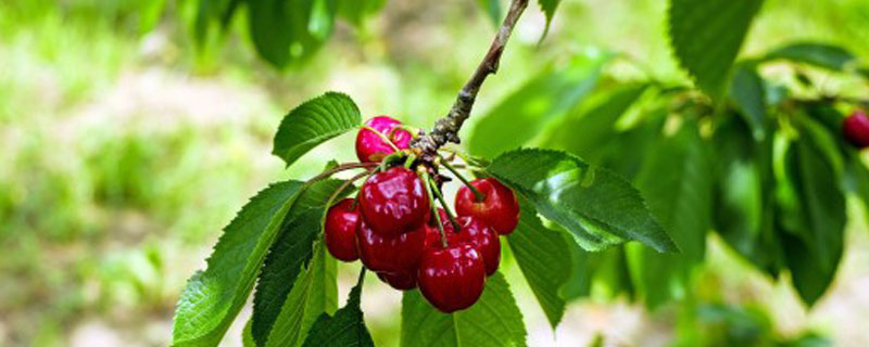 ӣ�Ҹ���������ֲ��