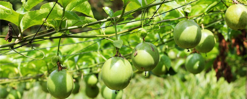 �ʺ�ũ����ֲ����Ŀ