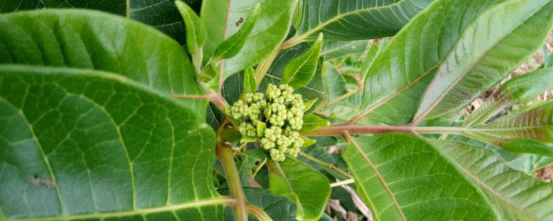 ��ֲ��������ƭ����