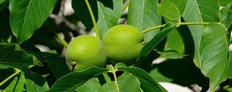 ����Ʒ�ֽ���