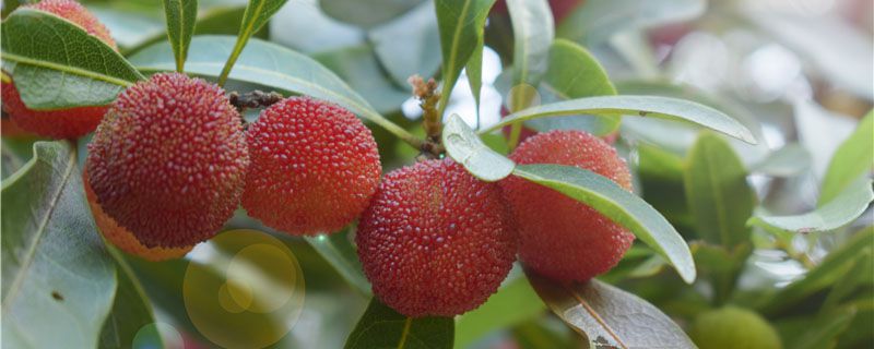 ��Ϫ�������ժ��÷