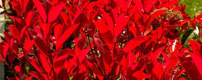 ��Ҷ������ЩƷ��