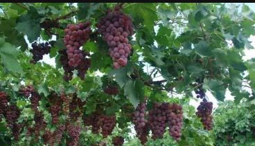 �������༼��Ҫ��