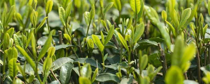 ���ϲ�ʲô��