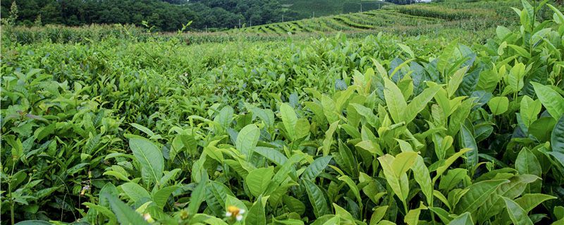 ��ɽ��Ҷ����ЩƷ��