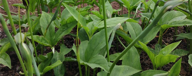 �����ʺ���ֲʲôҩ��