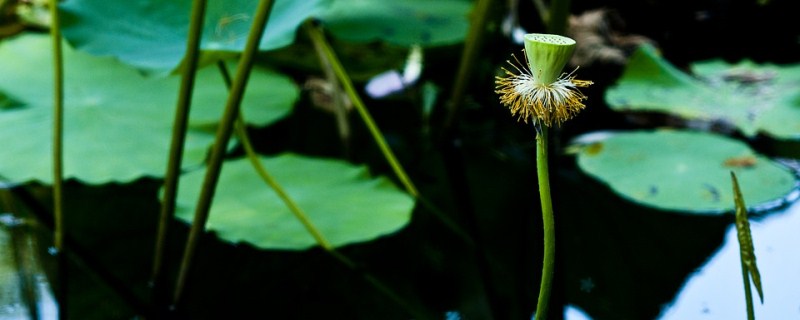 ��ź��ֲ�ɱ�