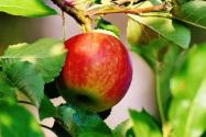 ڸƻǮһ2020ǰǼ