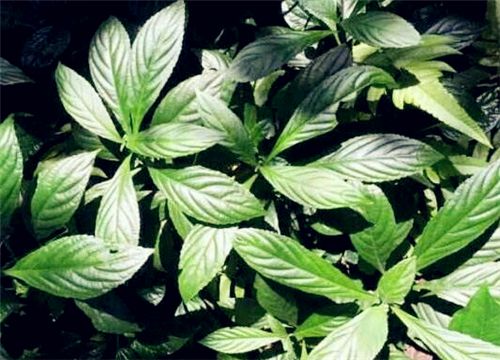 ������-����