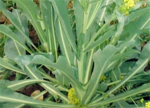 ������-����