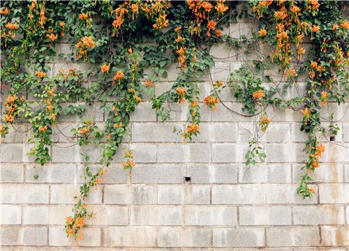 ���̻�-��ͼ��